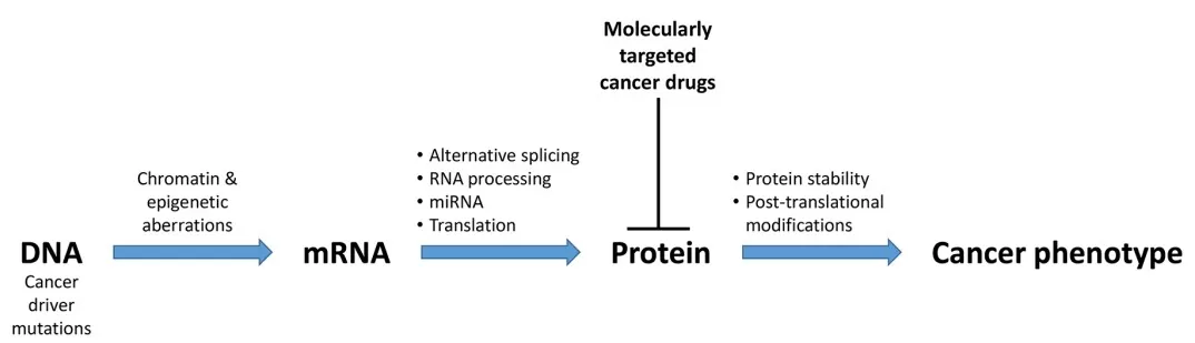 Many processes downstream of the genome affect the cancer phenotype